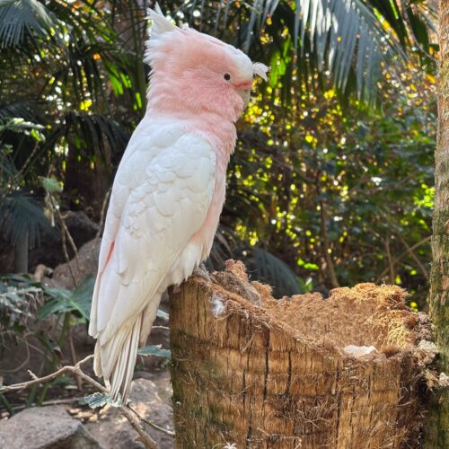 Tenerife Jóga elvonulás előleg